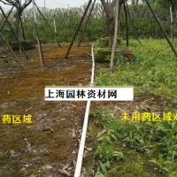 草坪里的雜草怎么去除，上海綠化養(yǎng)護(hù)草坪雜草如何管理